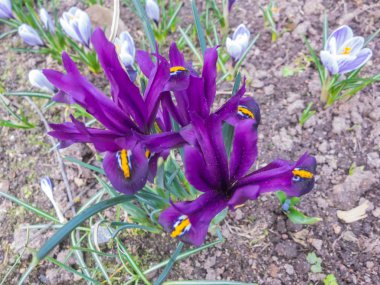 Botanik bahçesinde çiçek açan Iris 