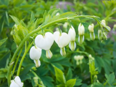 Dicentra Çiçek Bahçe