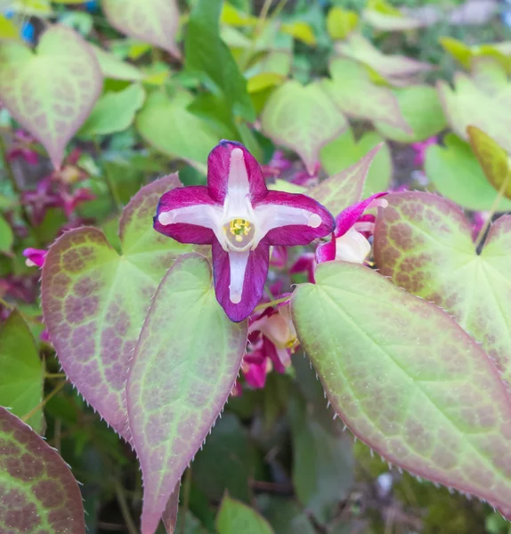 Barrenwort in de tuin in bloei — Stockfoto