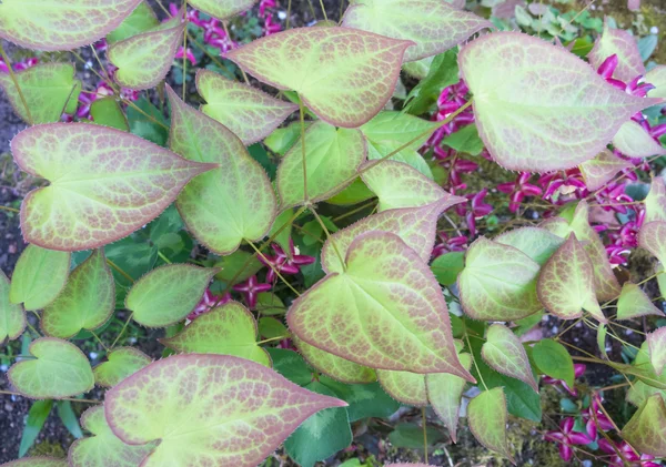 bahçede çiçek açan barrenwort