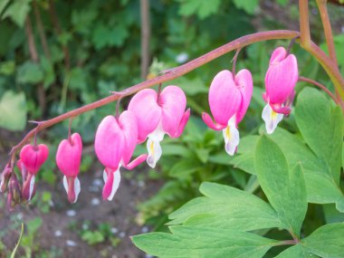 Dicentra Çiçek Bahçe