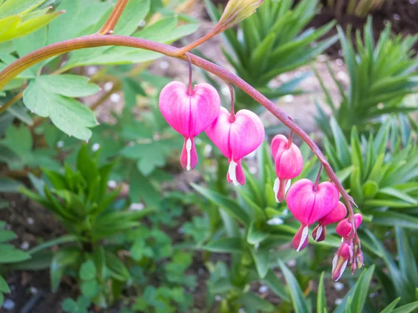 Dicentra blommar i trädgården — Stockfoto