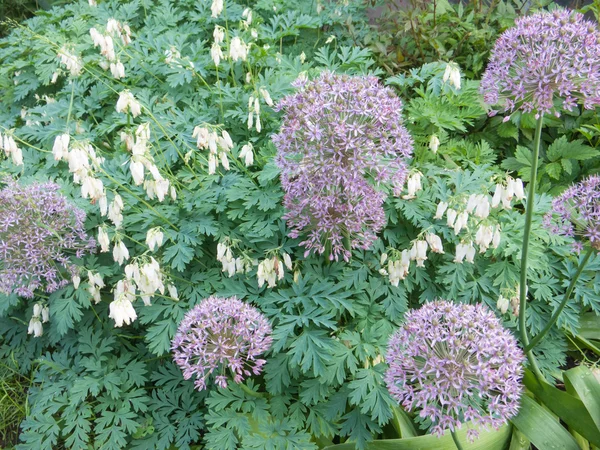 Dicentra florescer no jardim — Fotografia de Stock