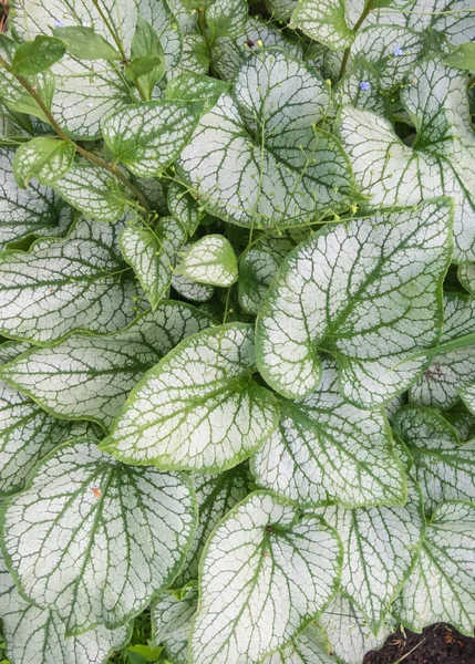 Brunnera patterned leaves — Stock Photo, Image