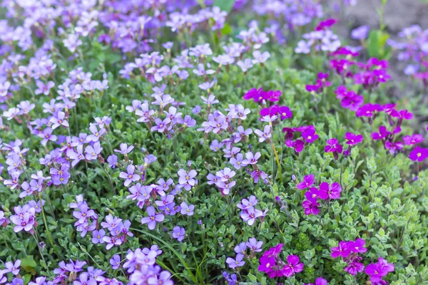 식물원에서 꽃 라일락 — 스톡 사진