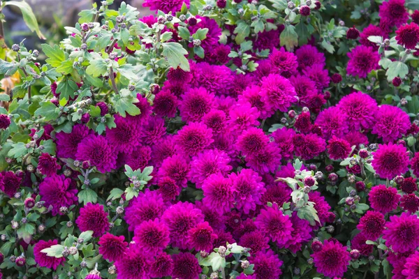beautiful purple chrysanthemums