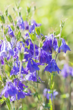 mor ve mavi columbine çiçeklenme
