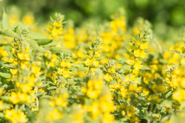 Bahçede çiçek açan Hypericum 