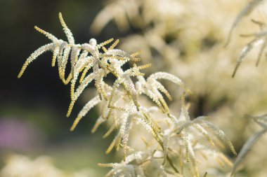 Bahçede çiçek açan astilbe