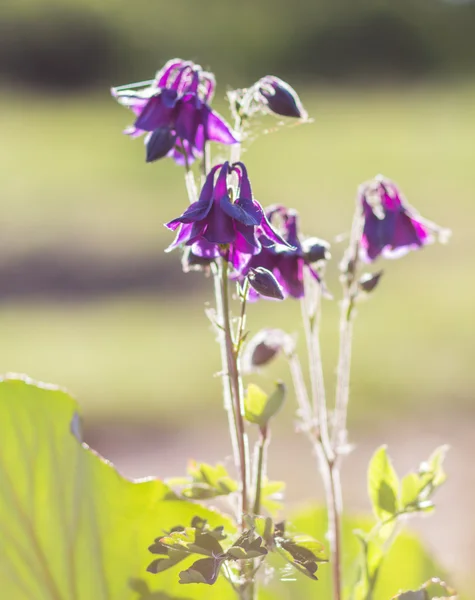 Blooming purple and blue columbine — Stock Photo, Image