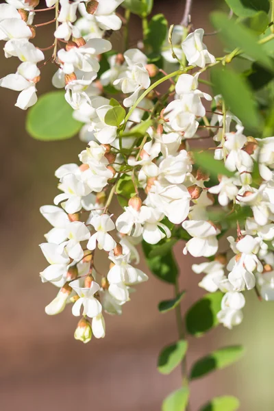 Blooming locust in the garden — Stock Photo, Image