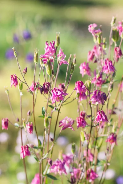 Kwitnący delikatny fioletowy i niebieski — Zdjęcie stockowe