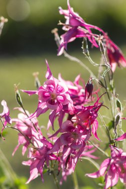 mor ve mavi columbine çiçeklenme