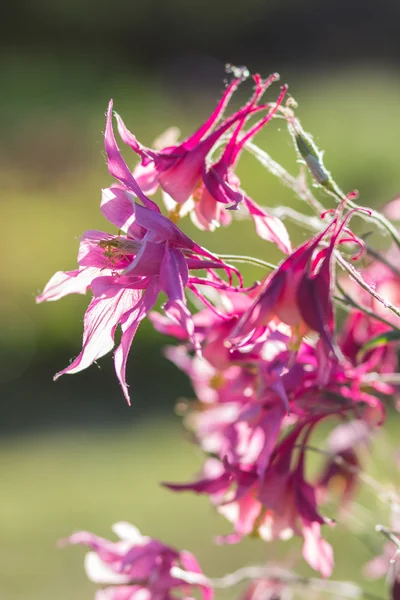 Kvetoucí fialové a modré columbine — Stock fotografie