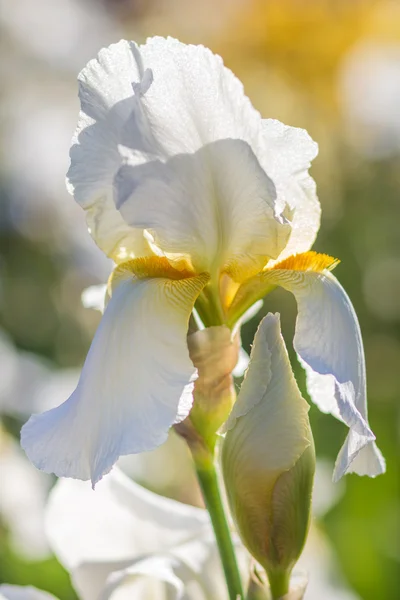 Colorful yellow and white  irises — Stock Photo, Image