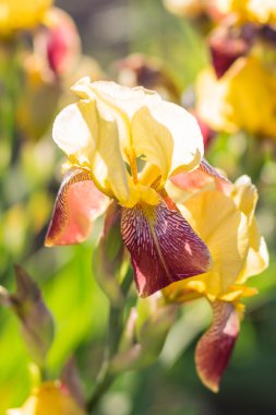 Renkli sarı ve kırmızı süsen
