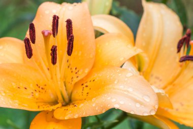 Renkli portakal lily  