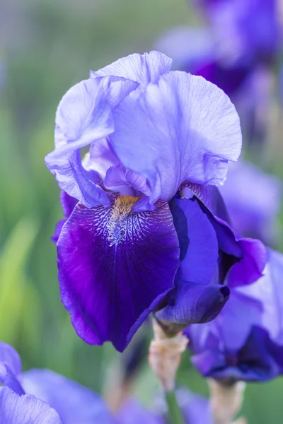 Kleurrijke paarse irissen — Stockfoto