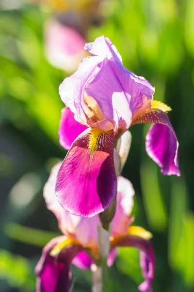 Iris violets colorés — Photo