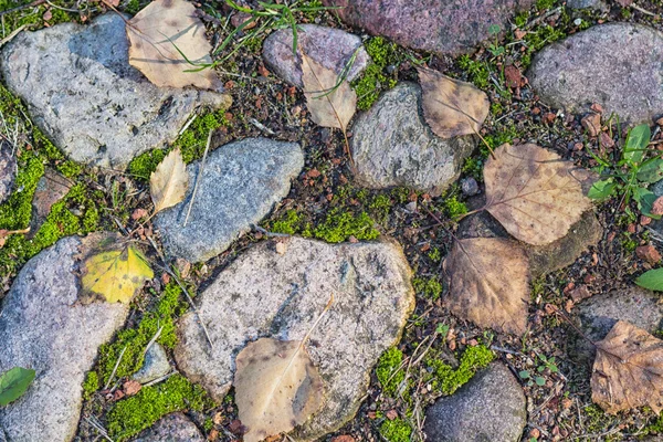 Textura de uma pedra com musgo — Fotografia de Stock