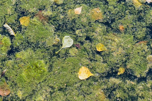 Duckweed on the surface of the water — Stock Photo, Image