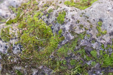 bir kaya moss ile doku 