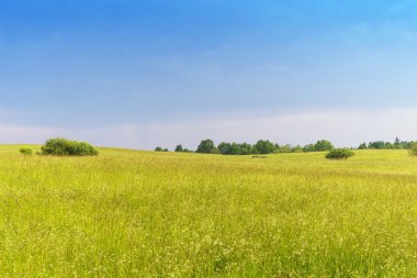 ağaçlar grup ile kırsal manzara
