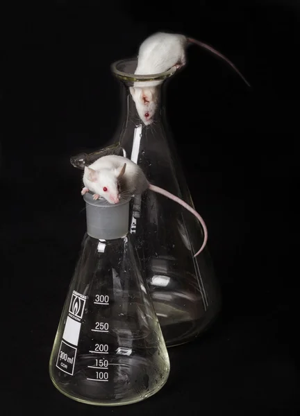 两个白色的实验室小鼠在烧瓶和另一瓶 — 图库照片