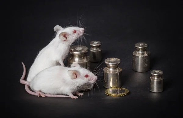 两个白色的实验室小鼠与权重和硬币上灰色黑色 — 图库照片