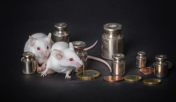 两个白色的实验室小鼠与权重和硬币上灰色黑色 — 图库照片