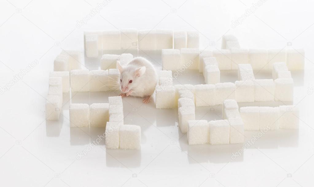 white laboratory mouse in a maze of sugar cubes, diabetes concep