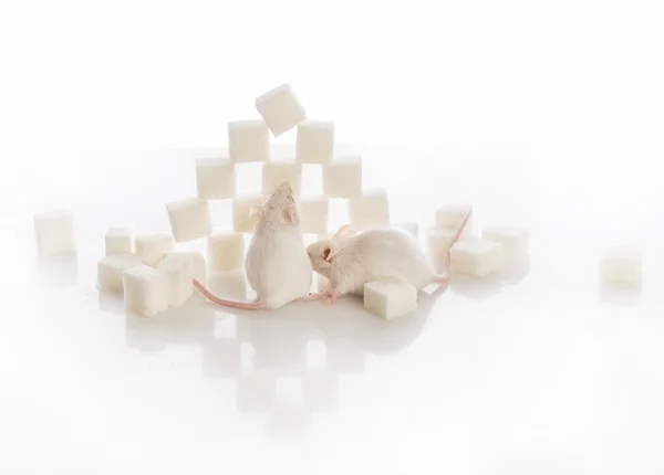 Two white laboratory mice near the pyramid of sugar cubes, diabe — Stock Photo, Image