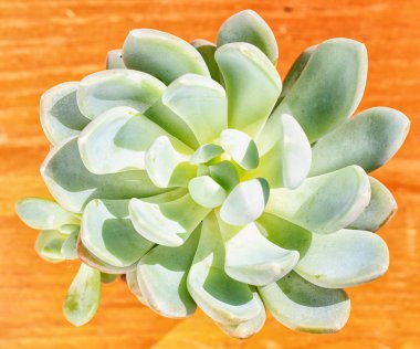 güzel küçük bitki, küçük çiçek kap içinde sulu