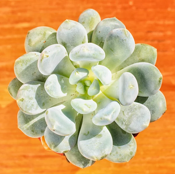 beautiful little plant, succulent in a small flower pot. on the wooden background