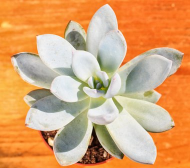 güzel küçük bitki, küçük çiçek kap içinde sulu