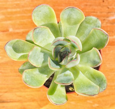 güzel küçük bitki, küçük çiçek kap içinde sulu