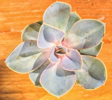 güzel küçük bitki, küçük çiçek kap içinde sulu