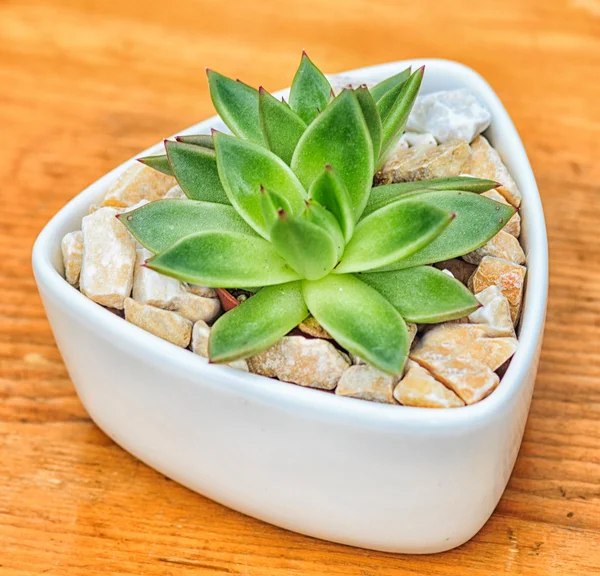 Красивое маленькое растение, сочное в маленьком керамическом цветочном горшке — стоковое фото