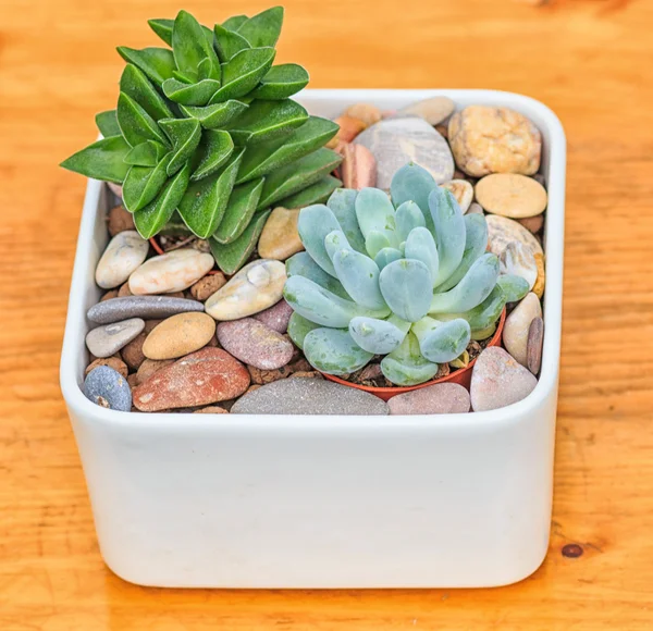 beautiful little plant, succulent in a small ceramic flower pot