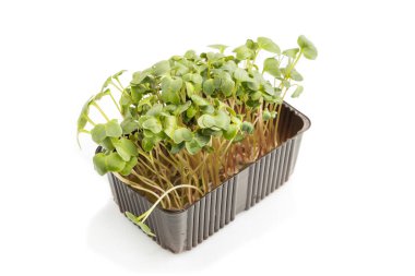 Beyaz arka planda izole edilmiş mikroyeşil turp lahanası olan plastik kutu. Yan görünüm, kapat.