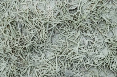 Yapraklar ve çimenler kırağı kaplamış. Soyut çiçekli arka plan, bahçe ve kış konsepti. Buz dokusu, yakın çekim, düz yatış, üst manzara.