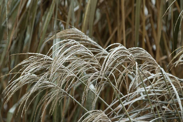 Gräs Täckt Med Hesparfrost Abstrakt Blommig Bakgrund Trädgård Och Vinter — Stockfoto