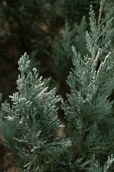 Fir Tree Branch Covered Hoarfrost Abstract Floral Background Garden Winter — Stock Photo, Image