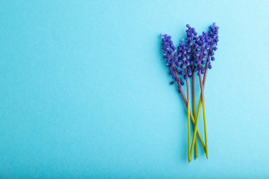 Mavi pastel arka planda Muscari ya da murin sümbülü çiçekleri. Üst manzara, düzlük, kopyalama alanı, durağan hayat. Güzellik, bahar, yaz konsepti. Viper oku..