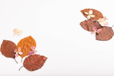 Sarı ve kahverengi kayın yapraklı kompozisyon ve ortanca çiçekleri, beyaz arka planda model. Boşluk, kenar görünüm, durgun hayat, kopyalama alanı.