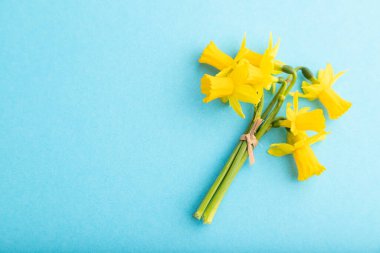 Mavi pastel arka planda bahar kar damlası narsis çiçeği buketi. Üst manzara, düzlük, kopyalama alanı, durağan hayat. Güzellik, bahar konsepti.