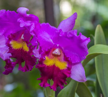 purple with yellow orchid flowers 