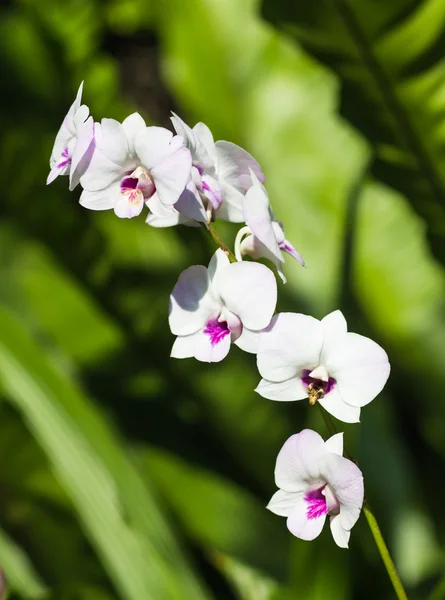 Weiße Orchideenblüten mit grünem Hintergrund — Stockfoto