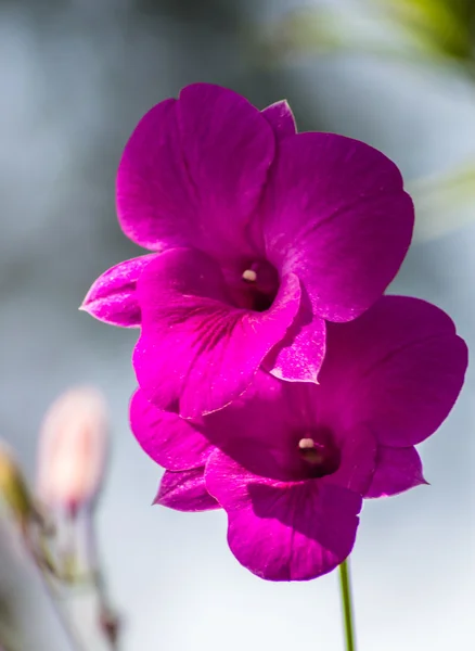 Purple orchid flowers with blue background — Stock Photo, Image