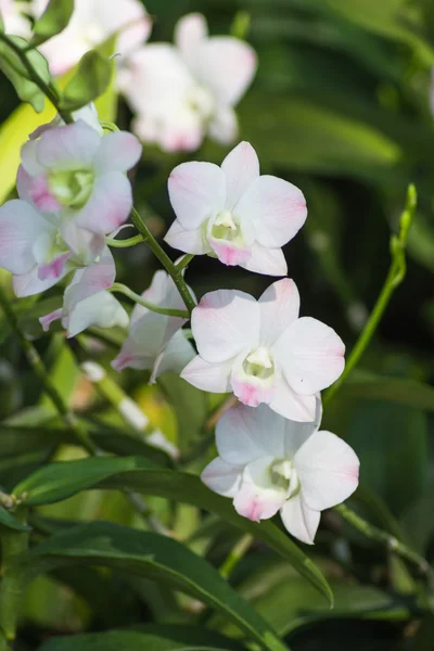 Hvite orkide blomster med grønn bakgrunn – stockfoto